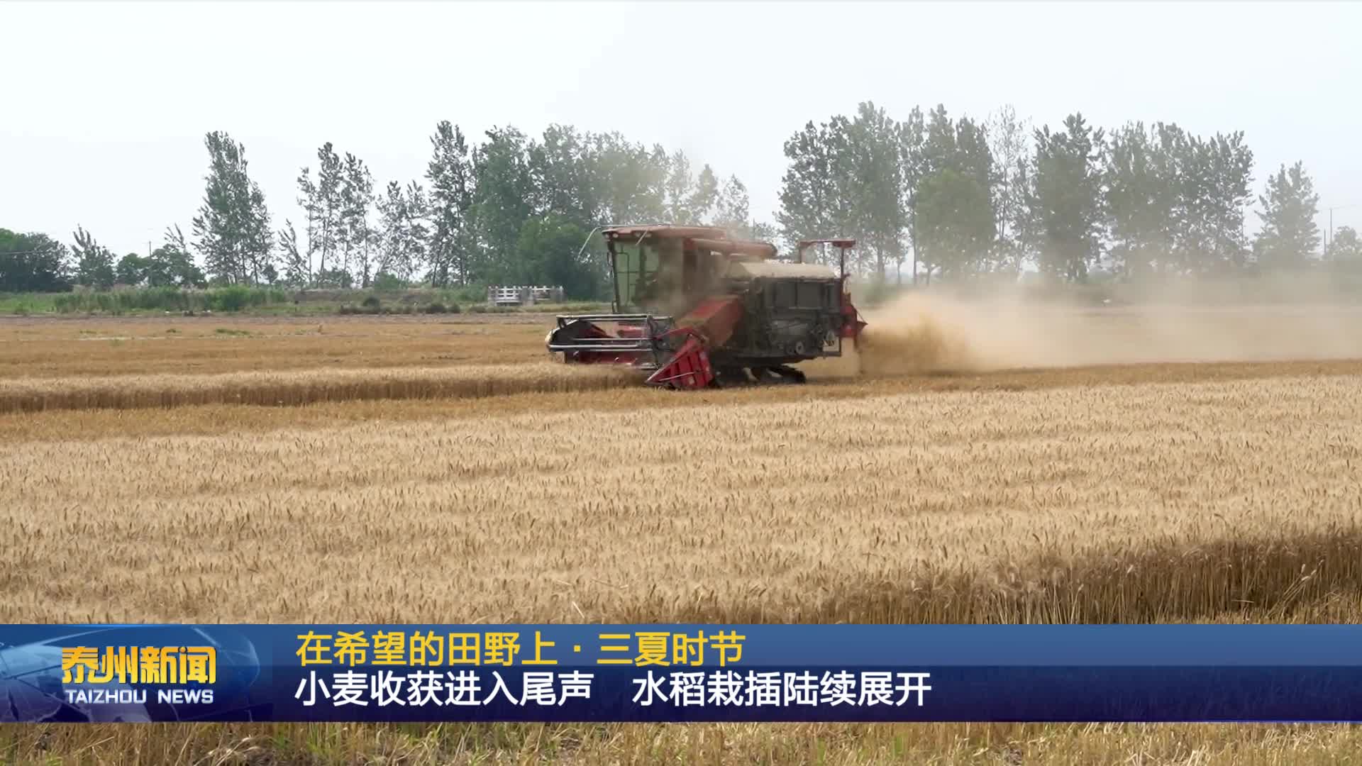在希望的田野上·三夏时节  小麦收获进入尾声  水稻栽插陆续展开